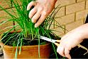 Chives Harvesting 